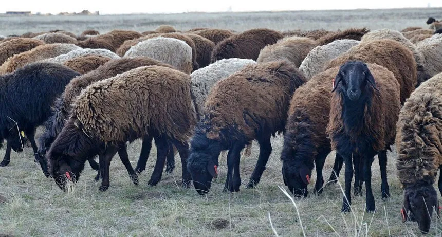 Оценка показателей убоя баранчиков эдильбаевской породы в зависимости от молочной продуктивности овцематок