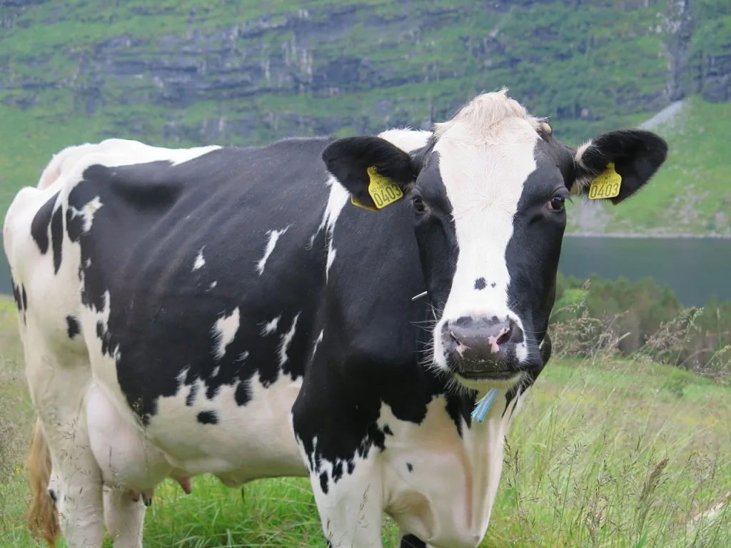 Связь полиморфизма гена FSHR с воспроизводительными качествами коров голштинской породы